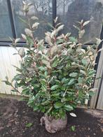 Olijfwilg compacta haagplanten van ca 60 cm tot 125 cm, Ophalen of Verzenden, Overige soorten, Haag, 100 tot 250 cm