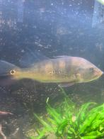 Cichla kelberi TE KOOP, Dieren en Toebehoren, Vis