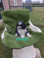 Te koop mooie speelse boomer pups, Parvo, Overige rassen, 8 tot 15 weken, Meerdere