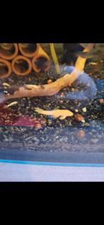 verschillende aquariumvissen, Vis, Zoetwatervis