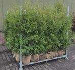 Coniferen thuja 150–175‼️AKTIE‼️, Bloeit niet, Halfschaduw, 100 tot 250 cm, Overige soorten
