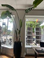 Twee grote Strerlitzia planten met potten, Ophalen, 200 cm of meer, Overige soorten, In pot