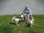 🥰 Promo kooiker pup reu 🐶, Dieren en Toebehoren, Honden | Retrievers, Spaniëls en Waterhonden, België, Particulier, Rabiës (hondsdolheid)