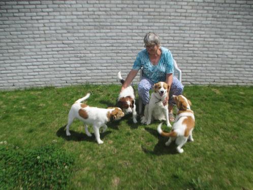 🥰 Promo kooiker pup reu 🐶, Dieren en Toebehoren, Honden | Retrievers, Spaniëls en Waterhonden, Meerdere dieren, Overige rassen