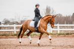 Super brave leermeester!, Dieren en Toebehoren, Paarden, Merrie, Z, Gechipt, Dressuurpaard