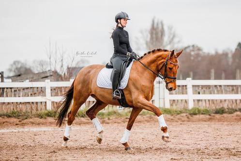 Super brave leermeester!, Dieren en Toebehoren, Paarden, Merrie, Z, 170 tot 175 cm, 11 jaar of ouder, Dressuurpaard, Met stamboom