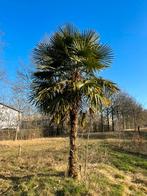 Winterharde palmbomen te koop van 330cm tot 60cm, 100 tot 250 cm, Zomer, Palmboom, Ophalen