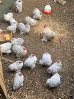 cochin kriel PARELGRIJS GRATIS ALLEEN VANDAAG EN MORGEN