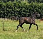 2 jaarling hengsten, Dieren en Toebehoren, Paarden, Hengst, Ontwormd, 0 tot 2 jaar