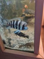 Kweekgroep Frontosa, Dieren en Toebehoren, Vis, Zoetwatervis, Schoolvis