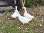 Witte boeren ganzen, Dieren en Toebehoren, Pluimvee, Meerdere dieren, Gans of Zwaan