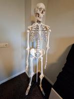 anatomie skelet, Ophalen, Zo goed als nieuw, Overige typen