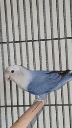 💜🤍Agapornis roseicollis paarse opaline pop 2024.⚠️, Vrouwelijk, Dwergpapegaai of Agapornis, Geringd
