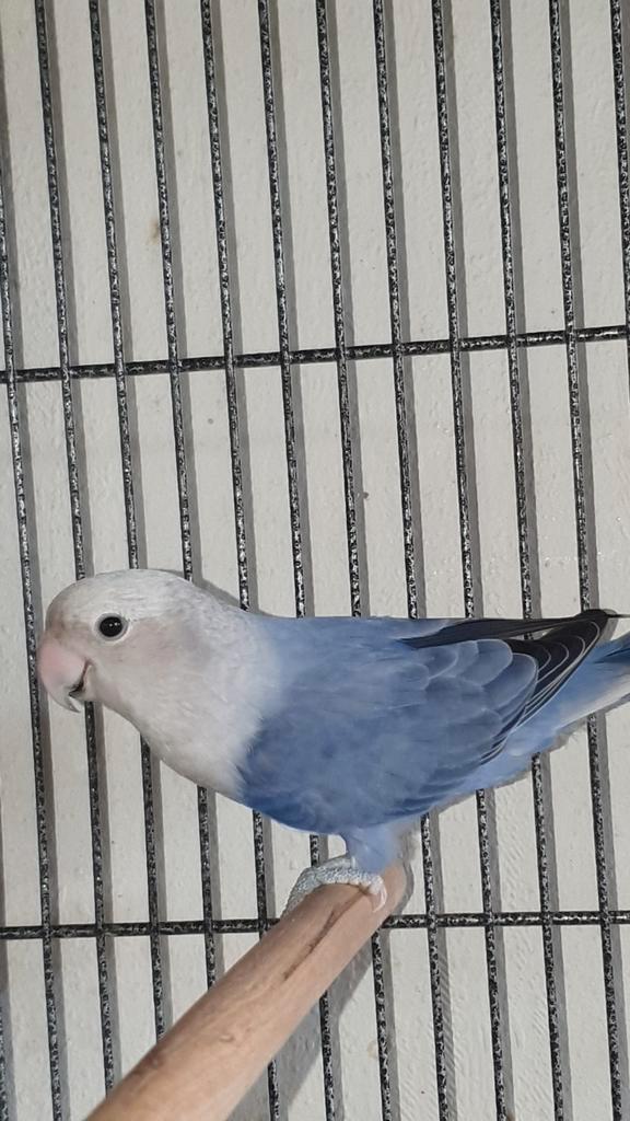 💜🤍Agapornis roseicollis paarse opaline pop 2024.⚠️, Dieren en Toebehoren, Vogels | Parkieten en Papegaaien, Dwergpapegaai of Agapornis