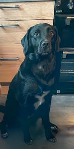 Nestaankondiging boulab puppy’s f1b, Dieren en Toebehoren, Parvo, 8 tot 15 weken, Labrador retriever, Meerdere