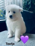 Samojeed puppy’s, Dieren en Toebehoren, CDV (hondenziekte), Overige rassen, 8 tot 15 weken, Meerdere