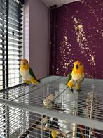 Caique koppel met kooi, Dieren en Toebehoren, Meerdere dieren, Papegaai