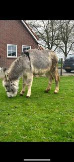 Grijsbonte ezel merrie, Dieren en Toebehoren, Vrouwelijk