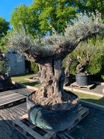 Olijfboom XXL Hojiblanco 350 jaar oud, 100 tot 250 cm, Olijfboom, Zomer, Ophalen