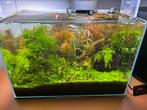 Garnalen en guppy’s en plantjes, Overige typen