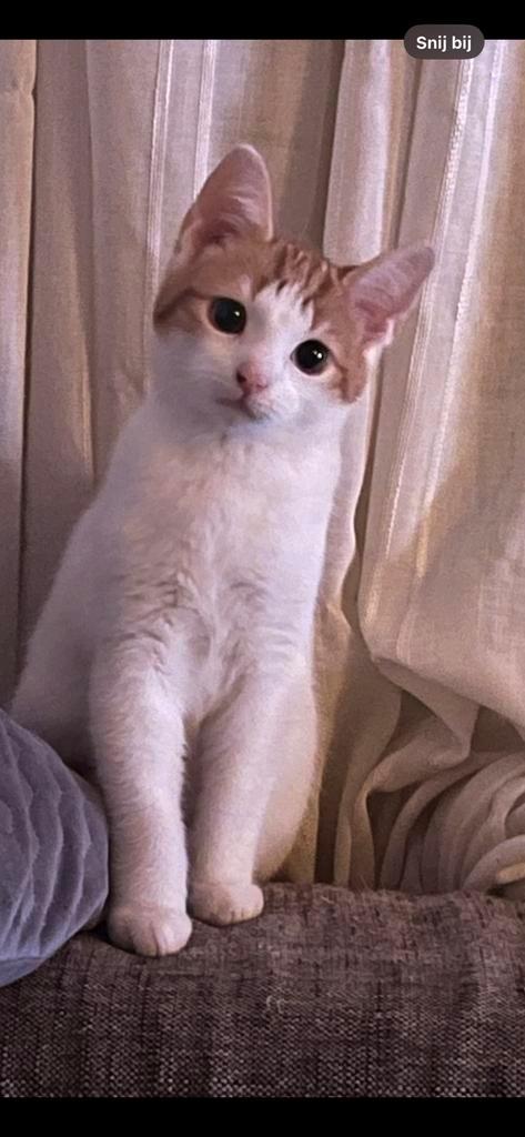 Louise kater 2 jaar, Dieren en Toebehoren, Katten en Kittens | Dekkaters, 3 tot 5 jaar