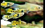 yellow tiger endler guppy, Vis, Zoetwatervis