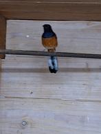 Mooi koppel Schamalijsters, Meerdere dieren, Tropenvogel, Geringd