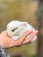 Raszuivere minilop konijnen, Dieren en Toebehoren, Konijnen, Meerdere dieren, Dwerg