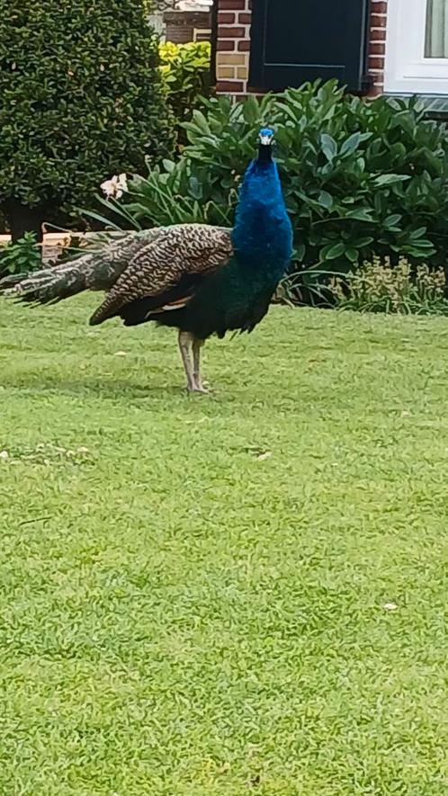 Pauw haan, Dieren en Toebehoren, Pluimvee, Overige soorten, Mannelijk