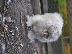 Zijdehoender haantje koekkoek frizzle, Dieren en Toebehoren, Pluimvee, Mannelijk, Kip