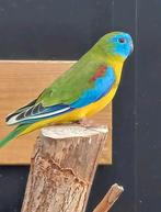 Turquoisine man, Dieren en Toebehoren, Mannelijk, Parkiet, Geringd