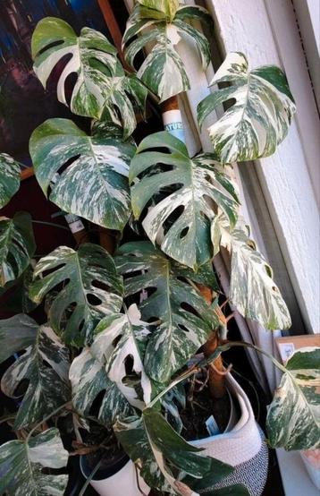 Monstera variegata stekken  beschikbaar voor biedingen