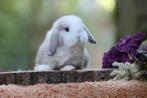 Raszuivere minilops te koop, Meerdere dieren, Dwerg, Hangoor, 0 tot 2 jaar