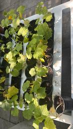 Courgette moestuin, Tuin en Terras, Ophalen, Groenteplanten, Eenjarig, Halfschaduw