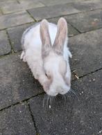 Lief vrouwtjes konijn 10 weken oud, Dieren en Toebehoren, Konijnen, Vrouwelijk