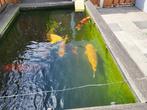 koi vissen, Dieren en Toebehoren, Vissen | Vijvervissen, Karper of Koi