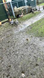 Pluimvee, Dieren en Toebehoren, Pluimvee, Vrouwelijk, Kip