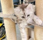 Maine Coon kittens klaar voor vertrek, Dieren en Toebehoren, Katten en Kittens | Raskatten | Langhaar, Meerdere dieren, Ingeënt