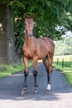 OoSeven x Stedinger x Contango, Dieren en Toebehoren, Paarden, Hengst, Minder dan 160 cm, 0 tot 2 jaar