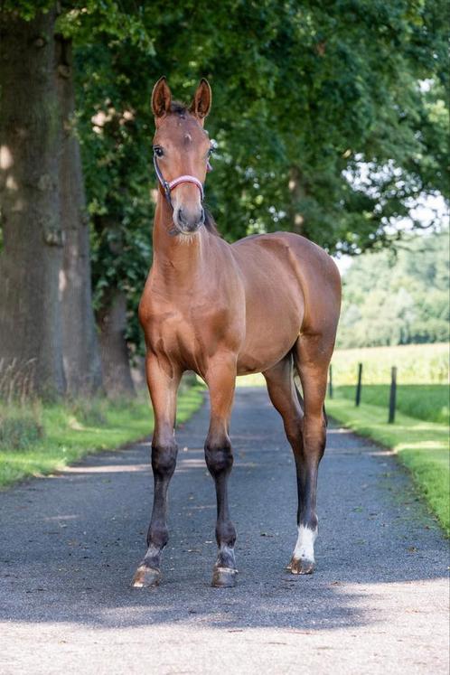 OoSeven x Stedinger x Contango, Dieren en Toebehoren, Paarden, Hengst, Minder dan 160 cm, 0 tot 2 jaar