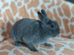 Rex dwerg ram , dwergkonijn, Dieren en Toebehoren, Konijnen, Mannelijk, Dwerg, 0 tot 2 jaar