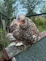 Hanen cochin zijdehoen, Dieren en Toebehoren, Pluimvee, Mannelijk, Kip