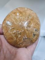 Versteende zee-egel, Verzamelen, Mineralen en Fossielen, Ophalen of Verzenden, Mineraal