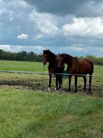 Fokmerries te koop, drachtig van one million - lamborghini, Dieren en Toebehoren, Paarden, Merrie, Gechipt, Dressuurpaard, 3 tot 6 jaar