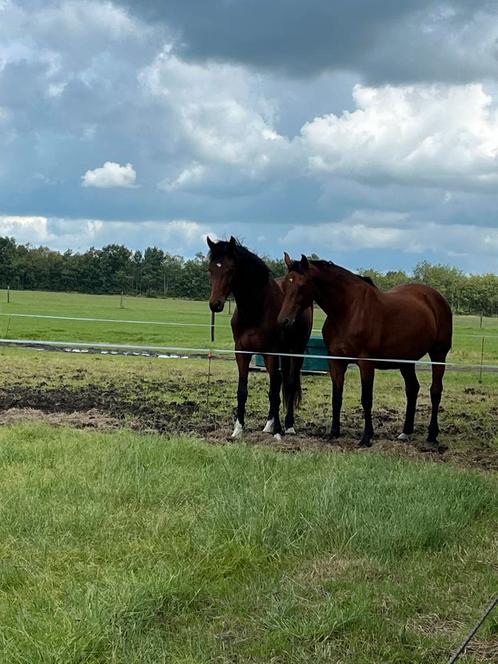 Fokmerries te koop, drachtig van one million - lamborghini, Dieren en Toebehoren, Paarden, Merrie, 165 tot 170 cm, 3 tot 6 jaar