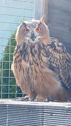 Europese oehoe, Dieren en Toebehoren, Vogels | Overige Vogels, Meerdere dieren, Roofvogel