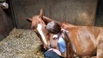 Verzorgster aangeboden/Verzorgpony gezocht, Dieren en Toebehoren, Ophalen of Verzenden, Zo goed als nieuw