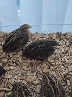 Chineese dweg kwartel stel, Oktober, Mannelijk