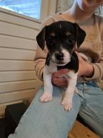 Jack russel pups te koop, tri color, Dieren en Toebehoren, Honden | Jack Russells en Terriërs, Particulier, Rabiës (hondsdolheid)