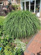 Hoog Siergras, Tuin en Terras, Planten | Tuinplanten, Ophalen, Vaste plant, Siergrassen, Halfschaduw
